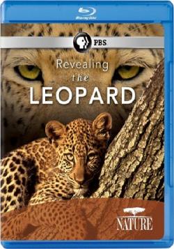    / PBS Nature: Revealing the Leopard VO