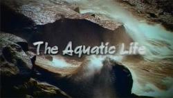   / The Aquatic Life