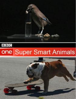     (2   2) / Super Smart Animals DUB
