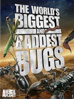 - (2 ) / Biggest and Baddest Bugs