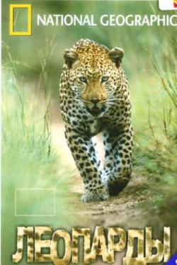National Geographic: :    / National Geographic: Stalking Leopards [2001,