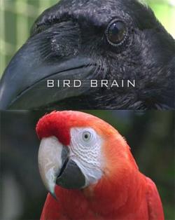   ? / Bird Brain DUB