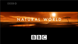   -   / BBC. Natural World - The Falls Of Iguacu VO