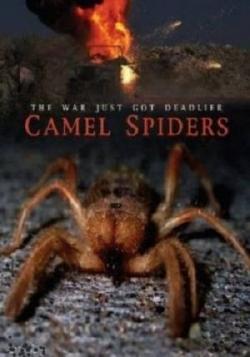   / Camel Spiders MVO