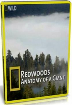 National Geographic.  :   / RedWoods: Anatomy of a Giant VO