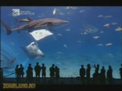Discovery:  :  -    / Man Made Marvels: Okinawa Churaumi Aquarium