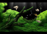 Dream Aquarium XP (2007)