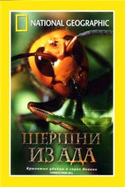    / National Geographic : Hornets From Hell