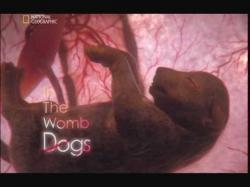  .  / Life before birth. In the womb dogs