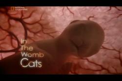   . . / Life before birth. In the womb cats.