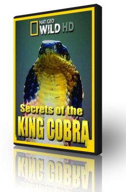    / Secrets of the King Cobra