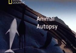    / Animal Autopsy