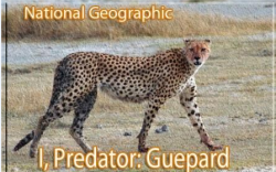 :  / Predator: Gepard