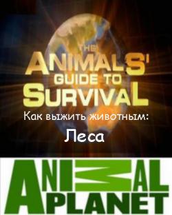 Animal Planet.    (1  7) :  / The Animals' guide to Survival