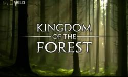   / Kingdom Of The Forest