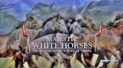   .       / Majestic white horses. The Spanish riding school of Vienna VO