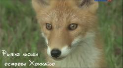     / Wilderness in Japan: Hokkaido Red Fox VO