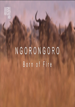   .  .    / Wildest Africa. Ngorongoro. Born On Fire VO