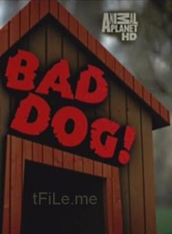   (1  2 ) / Bad Dog VO