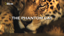 Nat Geo Wild: Неуловимая кошка / Nat Geo Wild: The Phantom Cat DUB