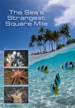 Nat Geo Wild: Самое странное место в океане / Nat Geo Wild: The Sea's Strangest Square Mile DUB