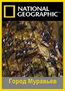 National Geographic:   /National Geographic: City of Ants VO