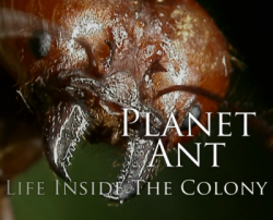 BBC:  :   / BBC: Planet Ant: Life Inside the Colony DVO
