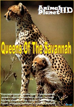   ( 1. 3   3) / Queens Of The Savannah DUB
