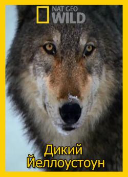 National Geographic.  :  / National Geographic. Wild Yellowstone: She Wolf MVO