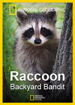 National Geographic:   / Raccoon. Backyard Bandit VO