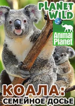  . :   / Planet Wild. Koala: family confidential VO