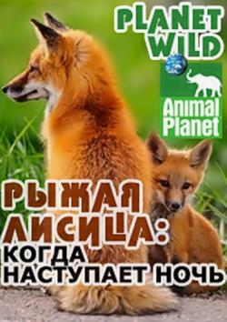  .  :    / Planet Wild. Red fox: after dark VO