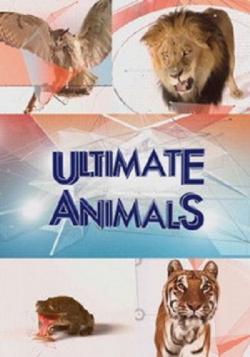   (1-6   6) / Ultimate Animals DUB