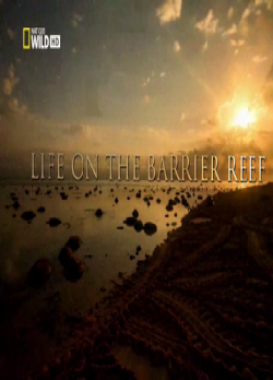      / Life on the Barrier Reef DUB