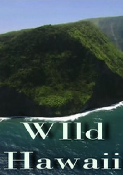   / Wild Hawaii DUB