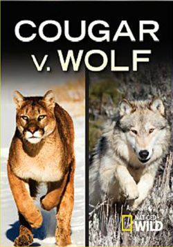    / Cougar vs Wolf VO