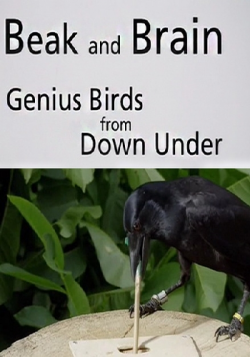   .   / Beak and Brain - Genius birds from Down Under DVO