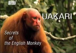  -    / Uakari - Secrets of the English Monkey VO