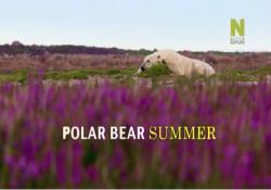    / Polar Bear Summer DUB