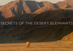     / NAT GEO WILD. Secrets of The Desert Elephants DUB