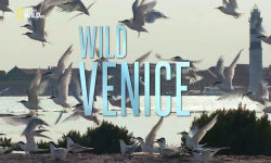   / NAT GEO WILD. Wild Venice DUB