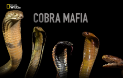   / NAT GEO WILD. Cobra Mafia DUB