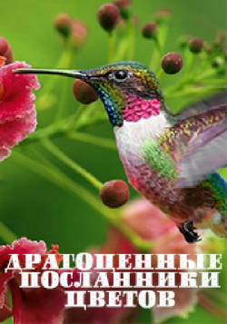    / Hummingbirds - Jeweled Messengers DUB