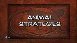   (1-6   6) / Animal Strategies VO