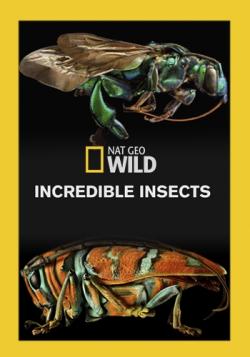   / Incredible Insects VO