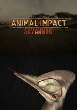  :    / Animal Impact: Savannah VO