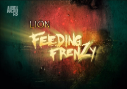    / Lion Feeding Frenzy VO