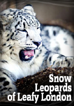      (1 : 1-7   7) / Snow Leopards of Leafy London DUB