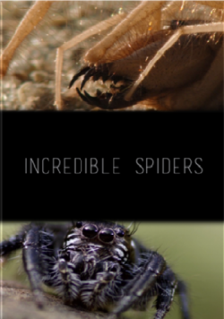   / Incredible spiders DUB