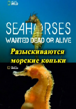    / Seahorses Wanted Dead or Alive DUB